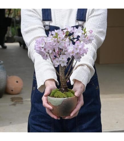 壺　桜模様 sakurastyle_kkd-m26611